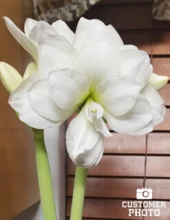 Menu White Magic Potted Bulb Garden -Gardening Series Store MG1393 white magic potted bulb garden3