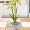 Menu Evergreen Spider Amaryllis Potted Bulb Garden -Gardening Series Store MG1410 evergreen amaryllis