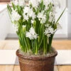 Menu Paperwhites Potted Bulb Garden -Gardening Series Store MG1481 fall 2019 september paperwhites