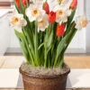 Menu Orange Accent Potted Bulb Garden -Gardening Series Store MG1491 orange accent potted bulb garden