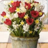 Menu Polka Dot Party Potted Bulb Garden -Gardening Series Store MG1691 hyacinths tulips daffodils 2