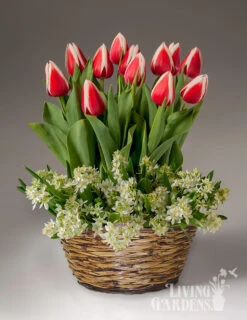 Menu Love & Adoration Potted Bulb Garden