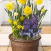 Menu Harmonious Spring Potted Bulb Garden -Gardening Series Store MG1819 harmonious spring potted bulb garden 3