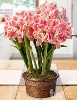 Menu First Love Potted Bulb Garden