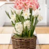 Menu Rosy Glow Potted Bulb Garden -Gardening Series Store MG1831 rosy glow potted bulb garden