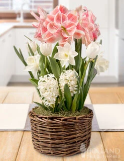 Menu Rosy Glow Potted Bulb Garden