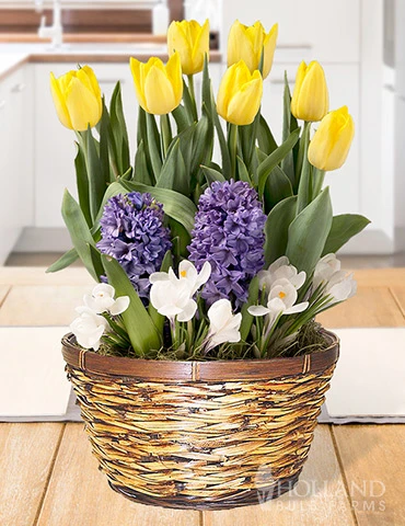 Menu Spring Treasure Potted Bulb Garden 3 Menu Spring Treasure Potted Bulb Garden