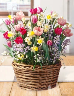 Menu The Ultimate Potted Bulb Garden