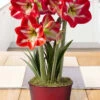 Menu Shining Star Amaryllis Potted Bulb Garden -Gardening Series Store MG2206 shining star potted bulb garden 3
