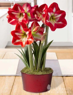 Menu Shining Star Amaryllis Potted Bulb Garden