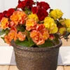 Menu Basket Of Begonias Potted Bulb Garden -Gardening Series Store MG2282 july bulb garden