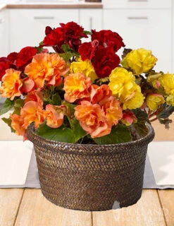 Menu Basket Of Begonias Potted Bulb Garden
