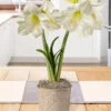 Menu Lemon Star Amaryllis Potted Bulb Garden -Gardening Series Store MG3991 lemon star amaryllis potted bulb garden 2