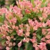 Alpha Peach Kisses™ Weigela -Gardening Series Store PeachKissesWeigela