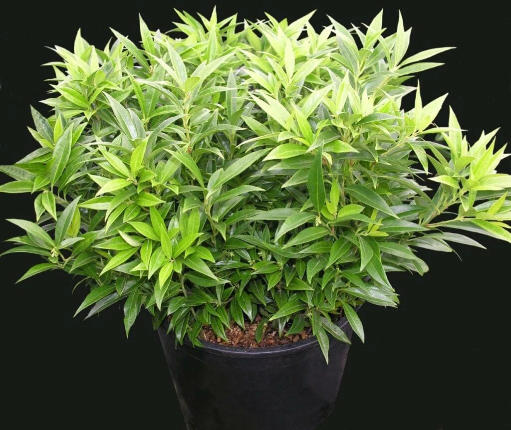 Fragrant Valley™ Himalayan Sweet Box 3 Fragrant Valley™ Himalayan Sweet Box