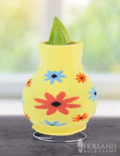 Menu Flower Power Sweater Amaryllis 5 Menu Flower Power Sweater Amaryllis -Gardening Series Store Snowman 370 480 bulbs logo 1