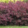 Alpha Wine & Roses® Weigela -Gardening Series Store WeigelaWineRoses1 1080 1080 60