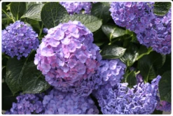 Let's Dance® Blue Jangles® Reblooming Hydrangea 9 Let's Dance® Blue Jangles® Reblooming Hydrangea -Gardening Series Store bjangle