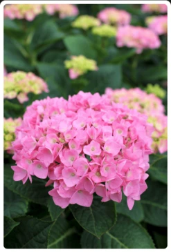 Let's Dance® Blue Jangles® Reblooming Hydrangea 8 Let's Dance® Blue Jangles® Reblooming Hydrangea -Gardening Series Store bjangle2