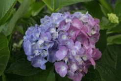 Let's Dance® Blue Jangles® Reblooming Hydrangea 7 Let's Dance® Blue Jangles® Reblooming Hydrangea -Gardening Series Store bjangle3