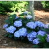 Let's Dance® Blue Jangles® Reblooming Hydrangea 1 Let's Dance® Blue Jangles® Reblooming Hydrangea -Gardening Series Store bjangle4
