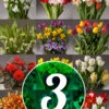 Menu 3 Month Potted Bulb Garden Subscription -Gardening Series Store bulb garden subscription images 3 month subscription