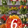 Menu 6 Month Potted Bulb Garden Subscription -Gardening Series Store bulb garden subscription images 6 month subscription