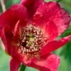 Paeonia Delavayi 2 Paeonia Delavayi -Gardening Series Store delavyi