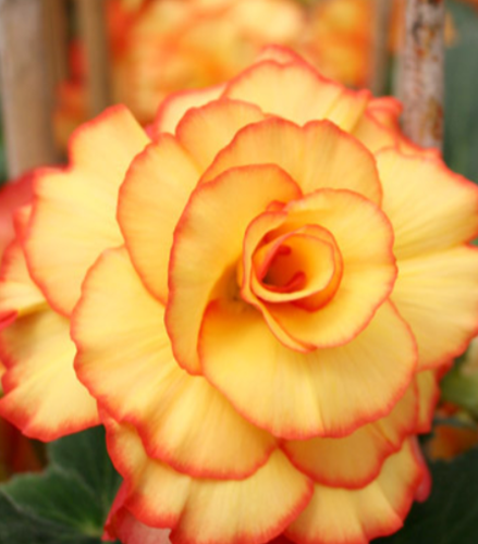 Gardening Series Store -Gardening Series Store ed2462f90d41d566791bf2202f2d3d9a