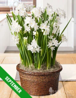 Menu 6 Month Potted Bulb Garden Subscription -Gardening Series Store fall 2019 subscription september 1