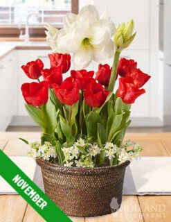 Menu 6 Month Potted Bulb Garden Subscription -Gardening Series Store fall 2023 subscription november 1