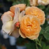 FLAVORETTE™ Honey-Apricot Rose -Gardening Series Store falvapri2