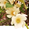 Michelia Doltsopa "Fairy Cream" -Gardening Series Store fmcream