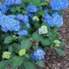 Double Down® Hydrangea -Gardening Series Store hydd
