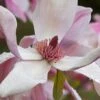 Daybreak Magnolia -Gardening Series Store iStock 542290630 1920x1280 1