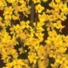 Alpha Gold Tide™ Forsythia -Gardening Series Store image 9c37b531 d340 4111 a1b8 f454f1ac113a 1