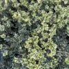 Alpha Variegated Boxwood -Gardening Series Store image c6b849d7 3f1e 49ed a861 9944f09d7091 1