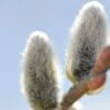 Japanese Pussywillow 1 Japanese Pussywillow -Gardening Series Store japanese pussy willow