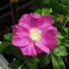 Jubilee Rosa Rugosa -Gardening Series Store l635 jubilee 1 1