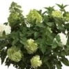 Limelight® Hydrangea -Gardening Series Store limelight