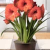 Menu Jubilant Potted Bulb Garden -Gardening Series Store mg1451 product image