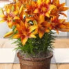 Menu Orange Star Potted Bulb Garden -Gardening Series Store mg1499 lilies