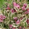 Alpha My Monet® Weigela -Gardening Series Store mymonet