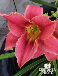 Menu Re-Blooming Daylily Collection -Gardening Series Store pink daylily 2018 06 20 1