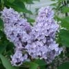 President Grevy Lilac 1 President Grevy Lilac -Gardening Series Store presidentgrevy