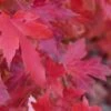 Red Sunset® Maple Tree 1 Red Sunset® Maple Tree -Gardening Series Store redsunsetmaple