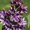 Syringa Sensation Lilac 2 Syringa Sensation Lilac -Gardening Series Store sensation