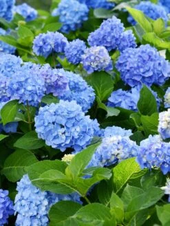 Forever Blue Hydrangea -Gardening Series Store shutterstock 1512209366 2