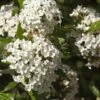 Alpha Burkwood Viburnum 1 Alpha Burkwood Viburnum -Gardening Series Store shutterstock 1974574043 1