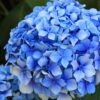 Forever Blue Hydrangea 2 Forever Blue Hydrangea -Gardening Series Store shutterstock 90050737 1